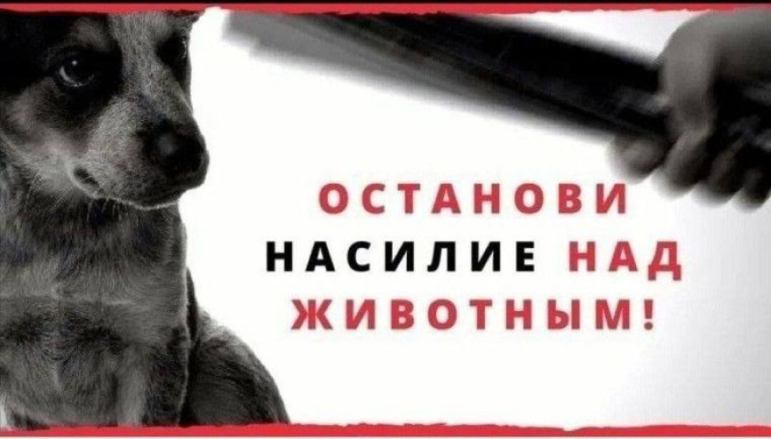 ОВД Ельского райисполкома разъясняет ответственность за жестокое обращение с животными