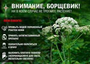 Борщевик Сосновского