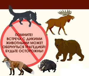 Рекомендации для населения по поведению при встрече с дикими животными